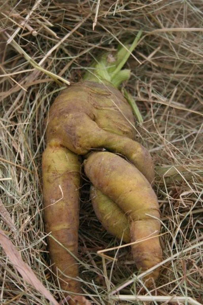This mutant carrot, complete with tentacles, was grown by Mrs R Sunang-Joret, of Warwickshire. Thanks to Paul Semple for sending the photo in.
