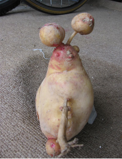 “One of my more alien potatoes??Rodger Williamson, Dorchester.