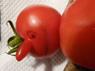 'Tommy', Irene Mackay’s home-grown tomato, featured on the BBC 1 Breakfast programme on November 4 when they were discussing the EU’s stance on misshapen fruit and veg.