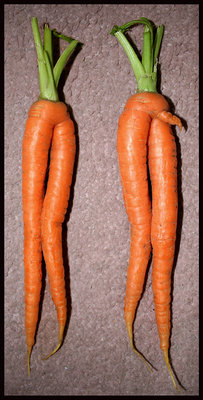 Sharon Evans?father grew these in his allotment. “We named them Mr and Mrs Carrot? she said. The perfect anatomically correct couple (ahem)? 