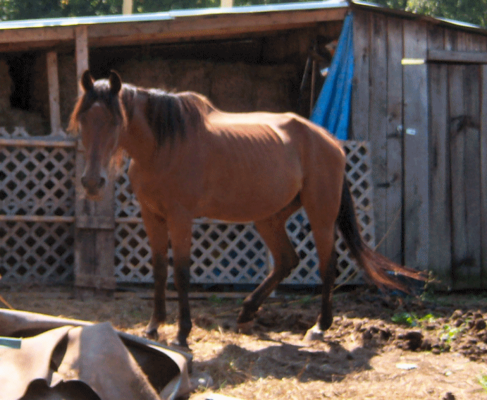 Horse1.gif picture by Sheilaanne1