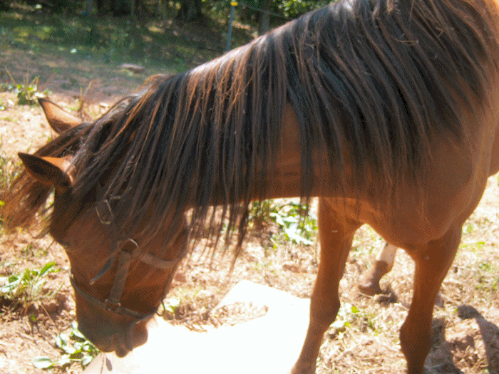 Horse3.gif picture by Sheilaanne1