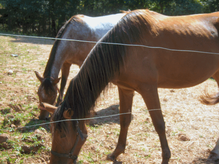 Horse4.gif picture by Sheilaanne1
