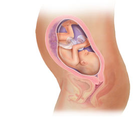 fetal development at 27 weeks