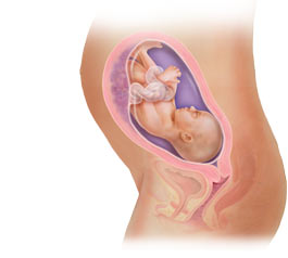 fetal development at 28 weeks
