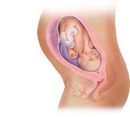 fetal development at 29 weeks
