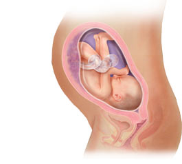 fetal development at 30 weeks