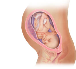 fetal development at 31 weeks