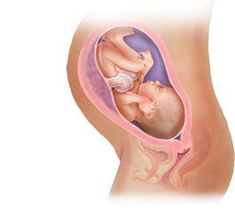 fetal development at 32 weeks