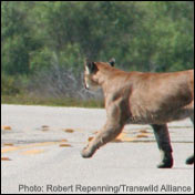 Panther Crossing Road--Photo:Robert Repenning/Transwild Alliance 
