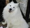Posted by Kev_UK© on 6/1/2004, 38KB
<b>SAMMY</b><br>
Gone but not forgotten<br>

I had Sammy from the Samoyed Rescue when he was 7 months old, he was a pr