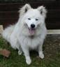 Posted by Kev_UK© on 6/1/2004, 51KB
This is <b>ARCHIE</b><br>
Archie is a 20 month old Samoyed (male) who I got via the samoyed rescue. Me & Lynn collec