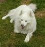 Posted by Kev_UK© on 6/1/2004, 45KB
<b>FLOSSY</b> She is a 5 & 1/2 yr old Samoyed (bitch) and came with Archie.<br>
Originally a stray, her last owner g