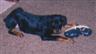 Posted by RANMYS on 6/26/2002, 16KB
My son's dog playing with the shoes.