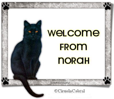 WELCOMECatNorah.jpg picture by Norah_012