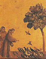  Saint Francois prêchant aux oiseaux (Giotto, basilique  d'Assise)