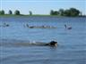 Posted by AnnieH453 on 4/7/2005, 23KB
C'est mon chien Praline qui se baigne dans le fleuve St-Laurent l'été dernier!