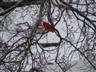 Posted by ottabeme on 2/23/2008, 76KB
Icy trees and a cardinal