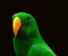 Posted by pinkstar on 3/23/2008, 3KB
My SI Eclectus