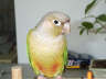 Posted by muffindaddy on 11/19/2001, 30KB
Pidgey was listed as a Deco Conure. I cannot find any info on this type. Someone told me he might be a Fallow Cheek Conur