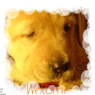 dogwelcome.jpg picture by BorderCapital