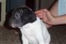 Posted by Freeborn551 on 3/20/2008, 20KB
Banjie, as a baby