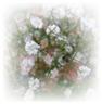 Posted by BuzyStitching on 7/26/2008, 6KB