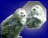 Posted by BuzyStitching on 7/26/2008, 10KB
