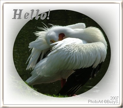 Photo Sharing and Video Hosting at Photobucket