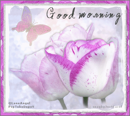 morning tulip