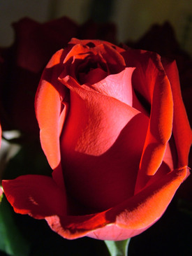 anniversary_rose.jpg picture by OFB2006