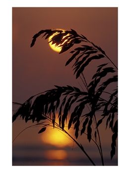 Sea Oats at Sunrise, Tybee Island, Georgia, USA Photographic Print by Joanne Wells