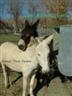 Posted by HonkeyTonkDonkey1 on 1/22/2005, 61KB
Enjoying Some Fine Country Grown Grass