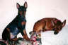 Posted by bengalcat on 6/8/2001, 15KB
Cato's Michael BT Boy wih his mate, Cato's Bambino Red Queen.(Current litter's grandparents).  Michael's pedigree lists 2