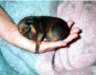 Posted by bengalcat on 6/8/2001, 12KB
A newborn Min Pin fits right in your palm.