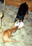 Posted by bengalcat on 6/8/2001, 25KB
Penny plays with young Buster, her future mate.