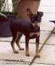 Posted by Kiralou on 5/21/2002, 25KB
This is my little boy Kai. He was about 4 months old in this picture and is such a sexy boy!!! He was a christmas baby bo