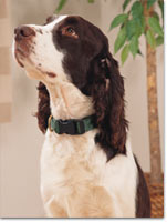 Spaniel