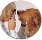 veterinarian examing the eye of a dog with an ophthalmoscope