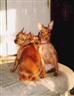 Posted by Pikador on 4/22/2005, 16KB
minpins from 