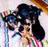 Posted by bengalcat on 6/7/2001, 20KB
These two brothers and a sister are Penny's current litter when they were about 6 weeks old.