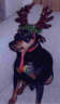 Posted by Kat on 3/8/2002, 18KB
Bubba wearing his reindeer antlers, that I made him last Christmas.