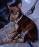 Posted by Kat on 3/8/2002, 26KB
Macho, a past minpin, with a pissed look on his face. He`s mad cuz I just got him all wet at the coast!