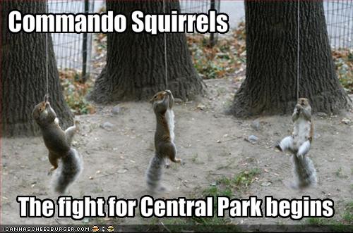 Commando Squirrels