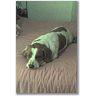 Posted by catladylori on 8/3/2008, 4KB