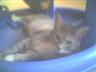 Posted by catladylori on 8/3/2008, 29KB