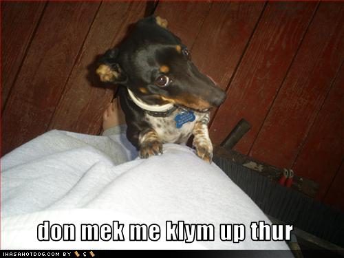 funny pictures of dogs with captions