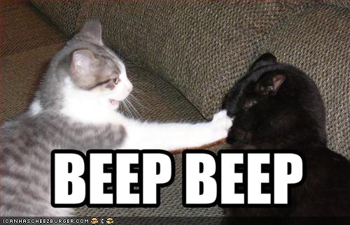 funny-pictures-cat-beeps-nose-of-other-cat