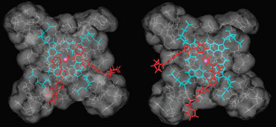 Molecular models of diphenyl ureas bound to G4 DNA