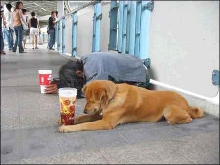 Beggar Dog.
